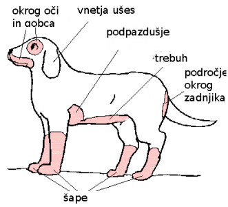 Zakaj Pride Do Alergije Pri Psih?
