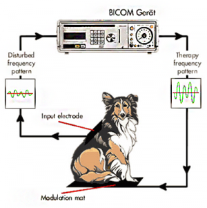 Odprava Alergij S Spremembo Hrane In Bioresonanco