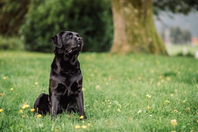 Katere pasme psov so najboljši »vohljači«?