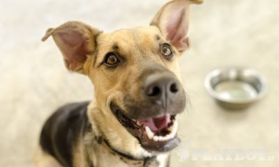 Test Good4Dogs - Revija Playboy