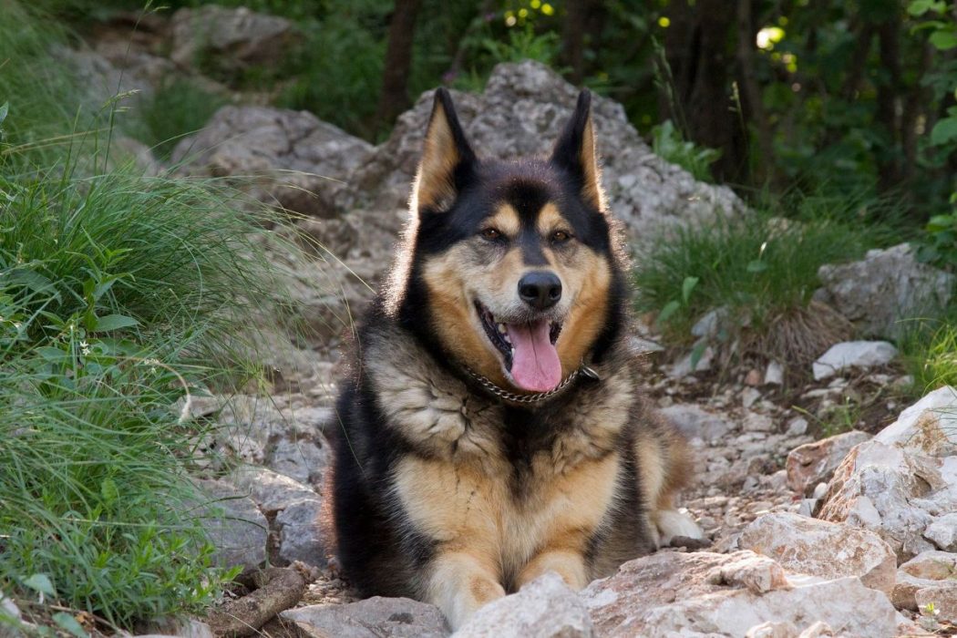 Osebna Izkušnja Z Naravnim Načinom Prehranjevanja Starejšega Psa
