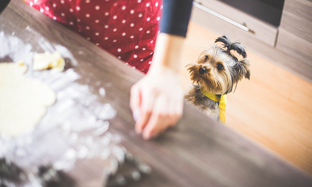 Zakaj Pes Ves Čas Išče Hrano?