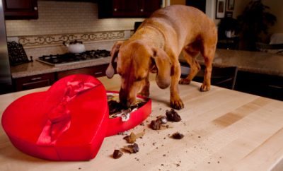 Kaj Moramo Vedeti O Psih In Čokoladi?