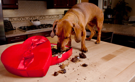 Kaj Moramo Vedeti O Psih In Čokoladi?