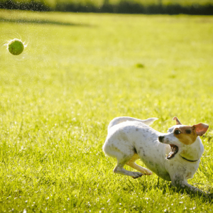 Prednosti In Uporaba CBD Kapljic Za Male Živali