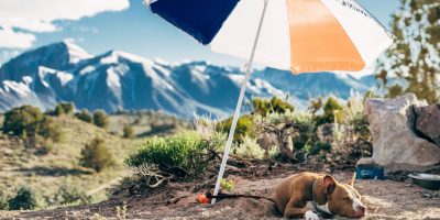 Kako v vročini poskrbeti za psa?