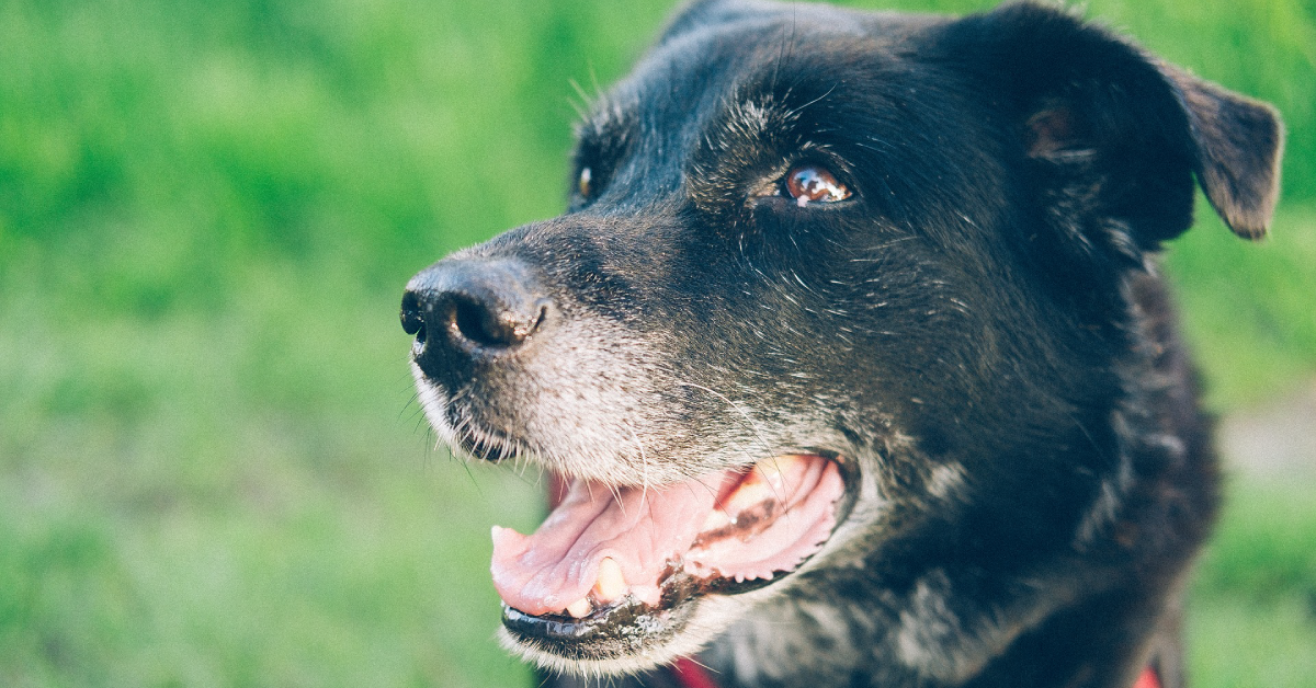 Skrb Za Starejšega Psa