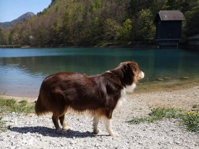 Hrana kot podpora v času brejosti