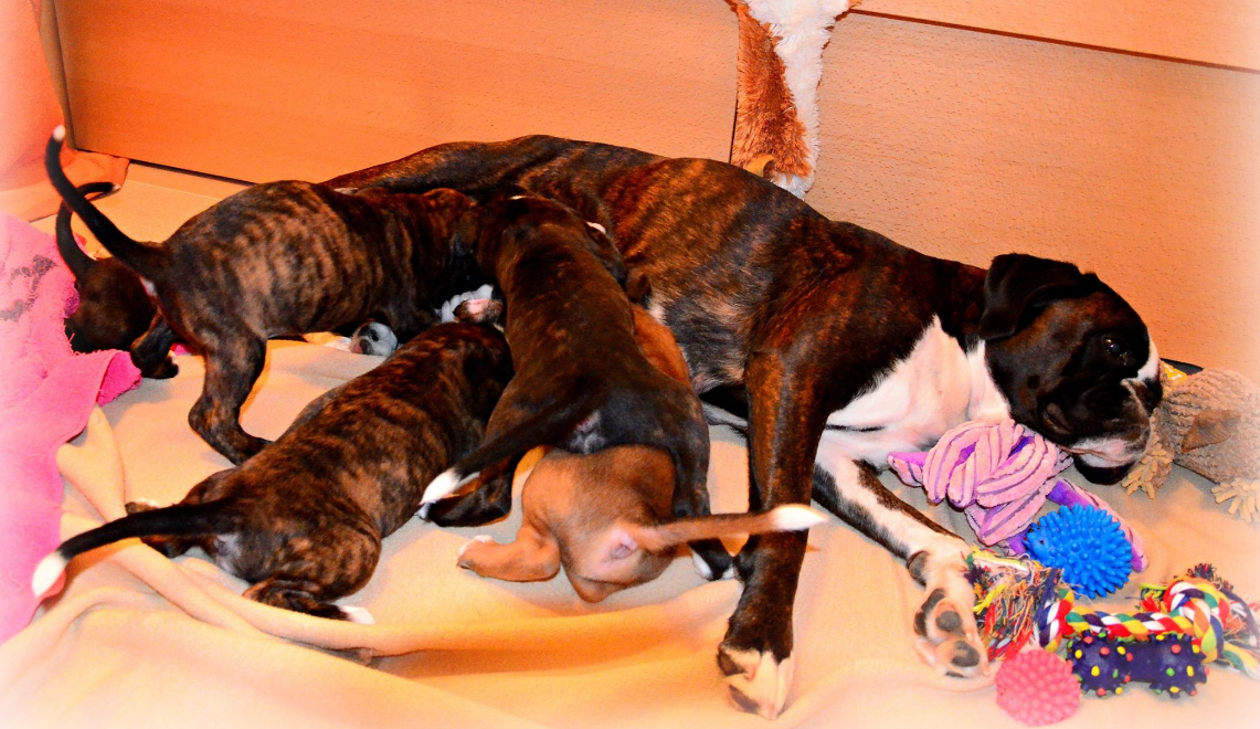 Prehranska podpora psički v času kotitve