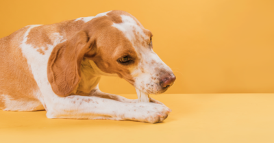 Surove mesnate kosti v prehrani mladičkov