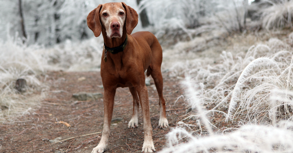 Surova hrana kot ustrezna podpora pozimi