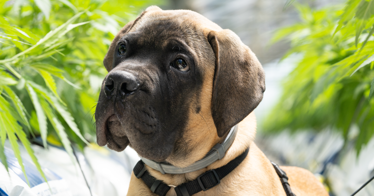 Izdelki iz konoplje so primerni tudi za pse