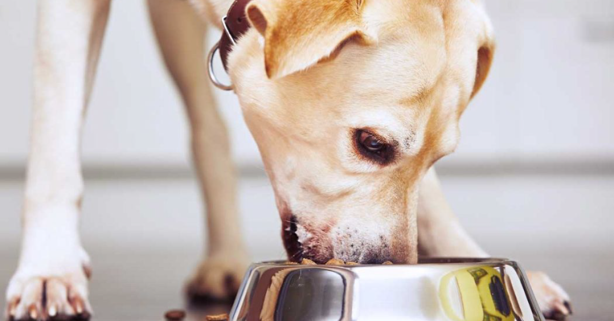 Kako poteka prehod na surovo hrano?
