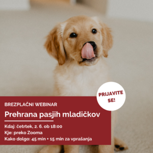 Najpogostejše napake pri prehranjevanju pasjih mladičkov. Jih delate tudi vi?