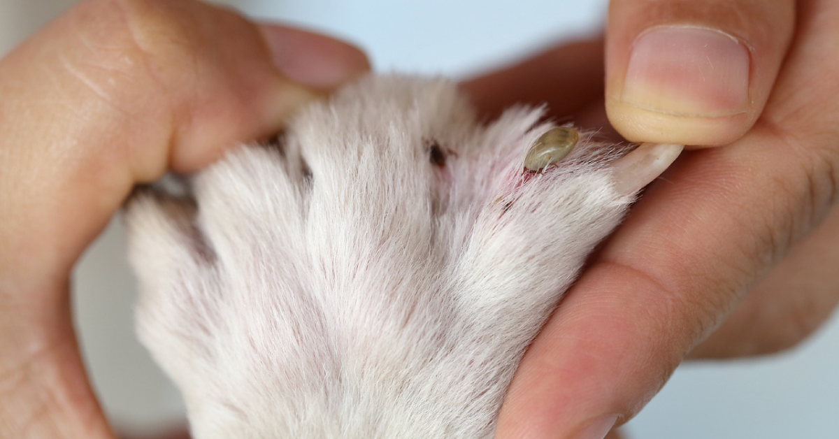 Pasji klop - klopne bolezni pri psih in zaščita 1 Pasji klop - klopne bolezni pri psih in zaščita