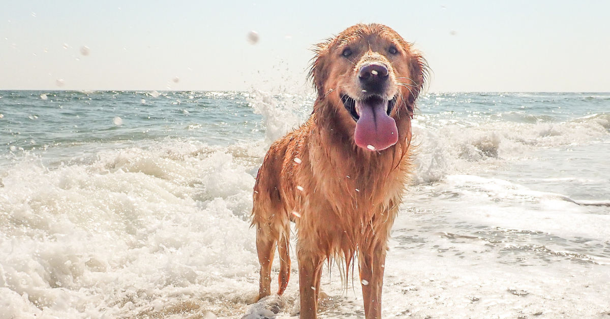 Priprava pasjih obrokov poleti in na dopustu